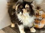 Calico Exotic Longhair Female - Exotic Kitten For Sale - Norman, OK, US