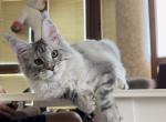 Girl Starlet Pet  Anastasiaa - Maine Coon Kitten For Sale - NY, US