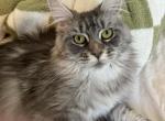 Kiyoko - Maine Coon Cat For Sale/Retired Breeding - OH, US