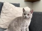 BSH Female in LILAC - British Shorthair Kitten For Sale - Woodland Park, CO, US