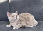 BSH Female in LILAC - British Shorthair Kitten For Sale - Woodland Park, CO, US