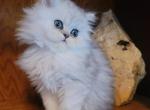 Starlight - Persian Kitten For Sale - Leander, TX, US