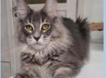 Bambina - Maine Coon Cat For Sale - OH, US