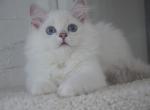 BLUE EYES Scottish Staright Elisei - Scottish Fold Kitten For Sale - 