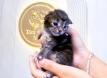 Lexie - Maine Coon Kitten For Sale - 