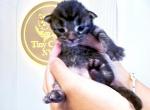 Louisa - Maine Coon Kitten For Sale - 