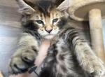 Aina of Sigrid Maine Coons - Maine Coon Kitten For Sale - FL, US