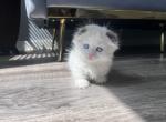 Benji - Munchkin Kitten For Sale - La Porte, IN, US