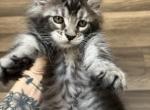 Agnar of Sigrid Maine Coons - Maine Coon Kitten For Sale - FL, US