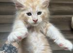 Asgir of Sigrid Maine Coons - Maine Coon Kitten For Sale - FL, US