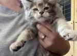 Asti of Sigrid Maine Coons - Maine Coon Kitten For Sale - FL, US