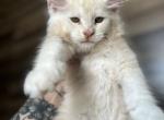 Arn of Sigrid Maine Coons - Maine Coon Kitten For Sale - FL, US