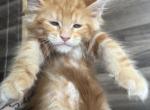 Astrid of Sigrid Maine Coons - Maine Coon Kitten For Sale - FL, US