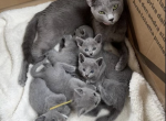 My Russsian blue kittens - Russian Blue Kitten For Sale - Dumfries, VA, US