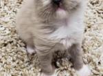 Females and males available - Ragdoll Kitten For Sale - Ellensburg, WA, US