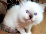 Females and males RAGDOLL - Ragdoll Kitten For Sale - Seattle, WA, US