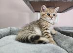 Sunny - Scottish Straight Kitten For Sale - Naperville, IL, US