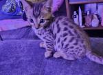 Harleys beautiful babies - Bengal Kitten For Sale - 