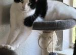 Chep - Domestic Cat For Adoption - Fresno, CA, US