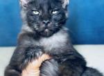 Pure Main Coon black smoke boy - Maine Coon Kitten For Sale - FL, US