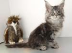 Ultra Polydactyl AVA silver tabby - Maine Coon Kitten For Sale - Union City, MI, US