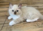 Baby Boy - Ragdoll Kitten For Sale - 