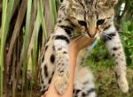 Gorgeous boy Savannah F1 - Savannah Kitten For Sale - FL, US