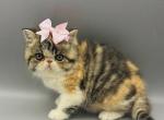 Tiara - Persian Kitten For Sale - 