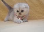 Scottish Fold Silver Chinchilla Dusty - Scottish Fold Kitten For Sale - Jersey City, NJ, US