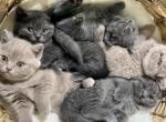 Meleys & Ozzy - British Shorthair Kitten For Sale - 