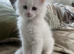 Ivory - Maine Coon Kitten For Sale - Roscoe, IL, US