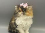 Buttercup - Persian Kitten For Sale - Arlington Heights, IL, US