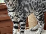 Prince - Bengal Kitten For Sale - 