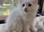 Alabaster - Maine Coon Kitten For Sale - Roscoe, IL, US