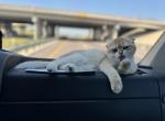 Natasha - Scottish Fold Kitten For Sale - Phoenix, AZ, US