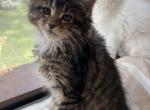 Lily - Maine Coon Kitten For Sale - Roscoe, IL, US