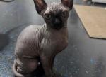 CatLuvCattery - Sphynx Kitten For Sale - 