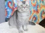 Grey - British Shorthair Kitten For Sale - 