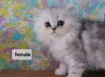 Majesty's babies - Persian Kitten For Sale - Leander, TX, US