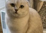 Marla - Scottish Fold Cat For Sale - VA, US