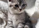 Johnny - Scottish Fold Kitten For Sale - Spokane, WA, US