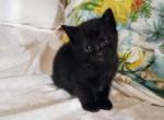 Mariah - Bombay Kitten For Sale - West Warwick, RI, US