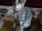 Cocoa - Domestic Kitten For Sale - Bergenline, NJ, US