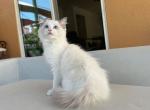 Athena - Ragdoll Kitten For Sale - Tampa, FL, US