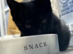 inky - Bombay Kitten For Adoption - 