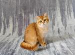 Candy - British Shorthair Kitten For Sale - 