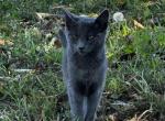 ivy - Russian Blue Kitten For Adoption - Santa Maria, CA, US