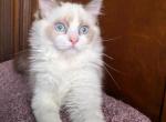 TICA Bicolor Ragdoll Kitten Male - Ragdoll Kitten For Sale - Des Moines, IA, US