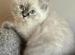 Alex - Ragdoll Kitten For Sale - 