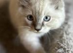 Oliver - Ragdoll Kitten For Sale - 